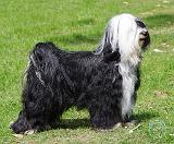 Tibetan Terrier AC069D-008